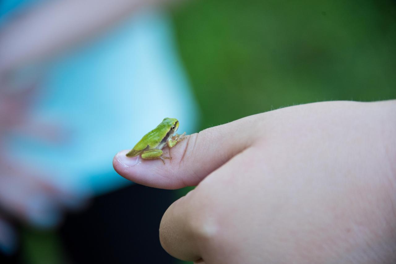 Hochwarter Frosch
