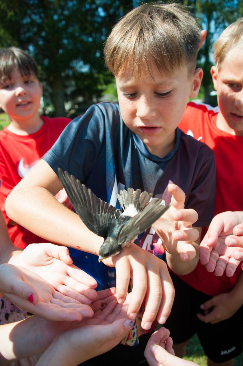 Schwalbe Projekt heimische Vögel