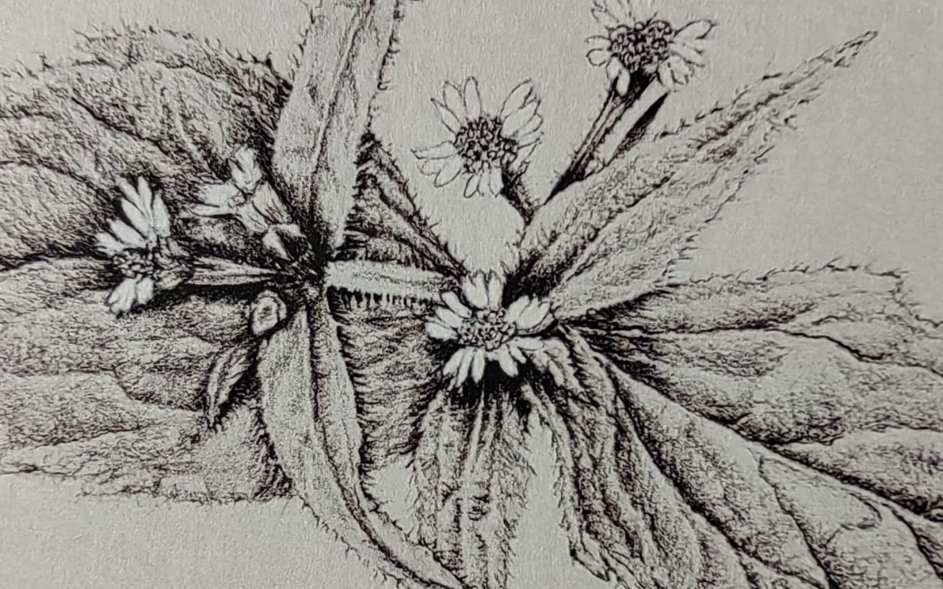 ute hoffmann botanisches zeichnen